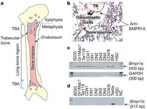 Was passiert wenn gesunde männer viagra nehmen